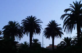 Palmen Riviera
